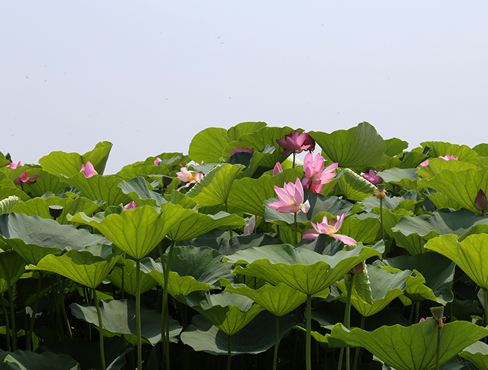 沈阳仙子湖：夏日赏荷正当时