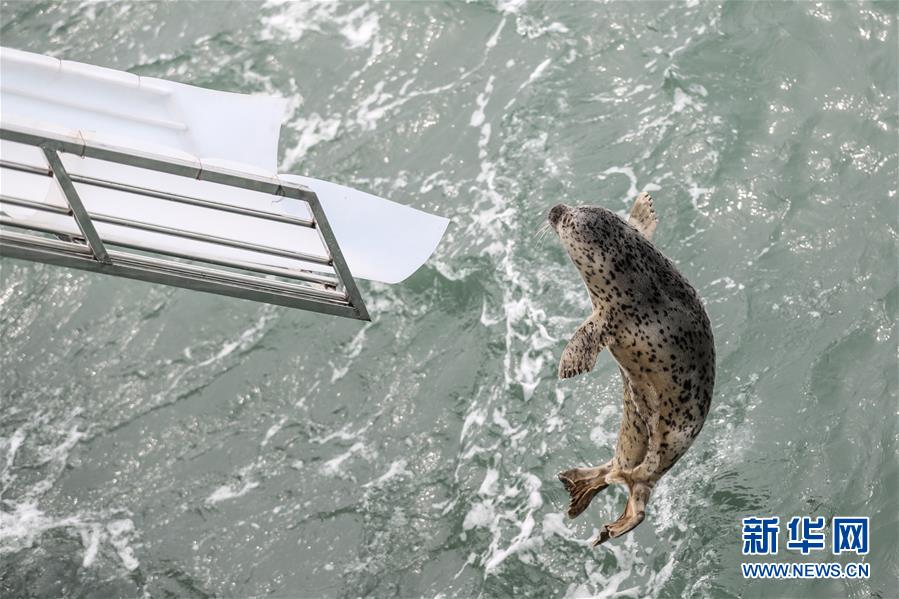 大连：24只斑海豹被放归大海